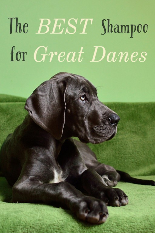 The BEST shampoo for Great Danes & Tips for a healthy coat