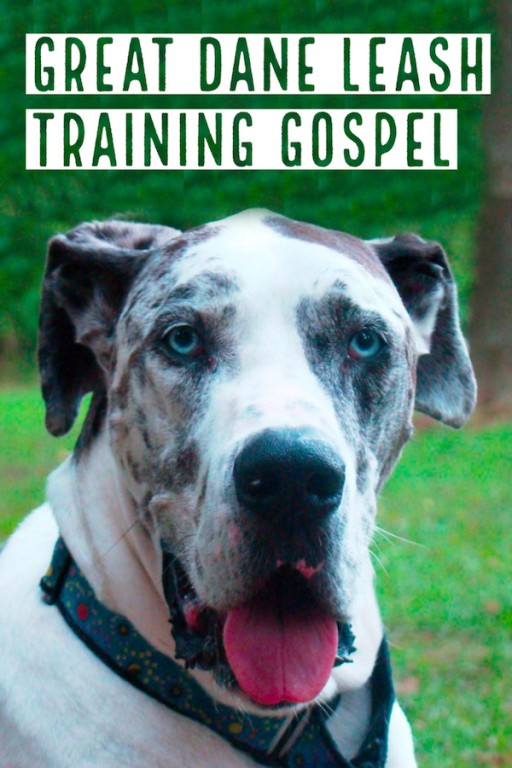 The Ultimate Guide to Proper Great Dane Leash Training