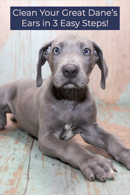 How To Clean A Great Danes Ears 3 Easy Steps! Great Dane Care