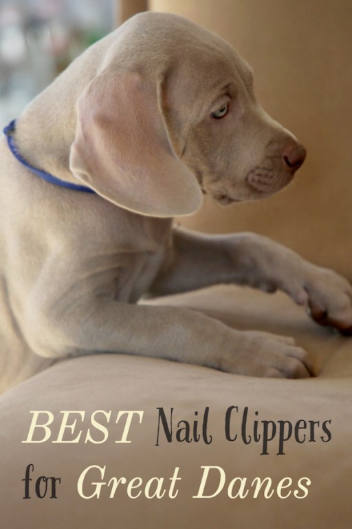 Great Dane Nail Clippers Best Clippers & How To Use Them