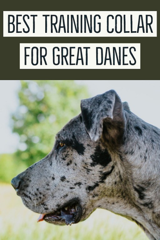 Best Training Collar For A Great Dane