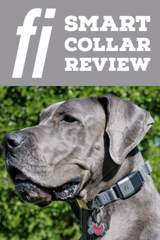 Fi Dog Collar Review (realworld pet reviews) Great Dane Care