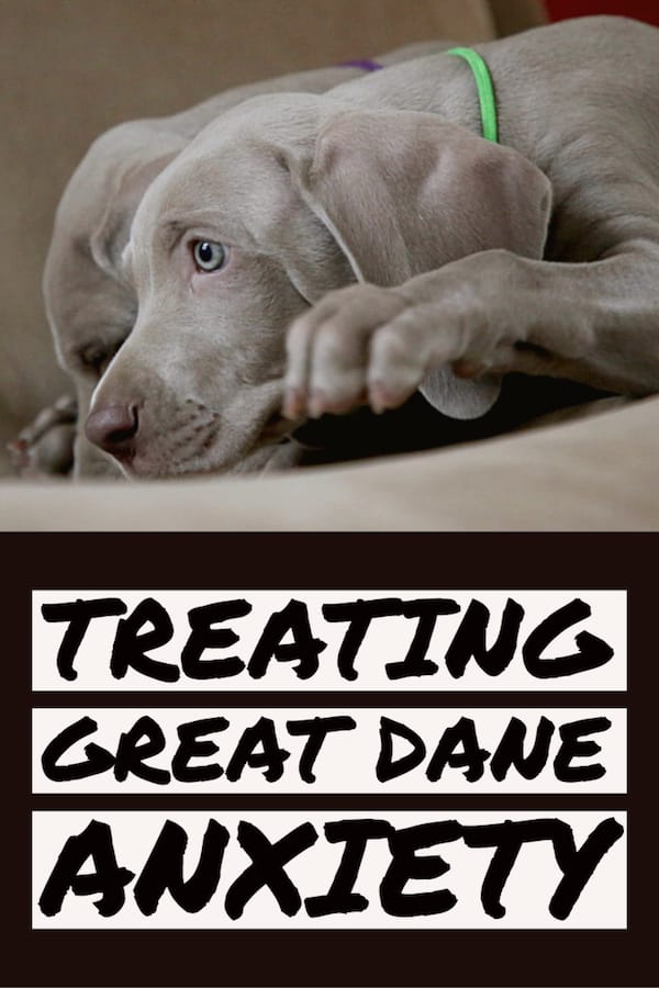 Great Dane anxiety problems