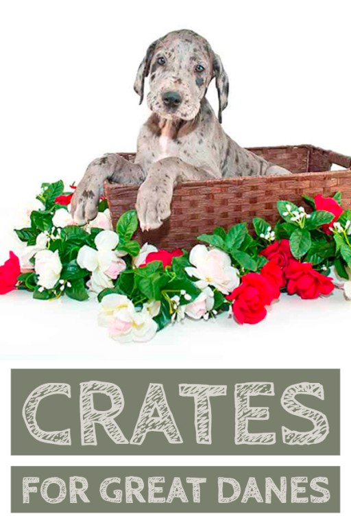 Great Dane Crate Training & Crate Selection A Helpful Guide
