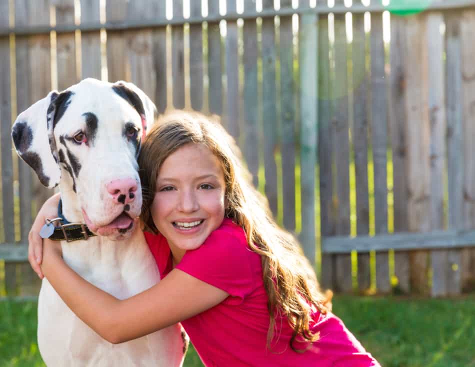 Great Danes good with kids, toddlers 