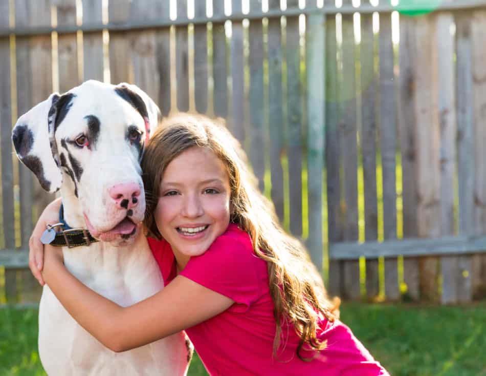 can a child ride a great dane