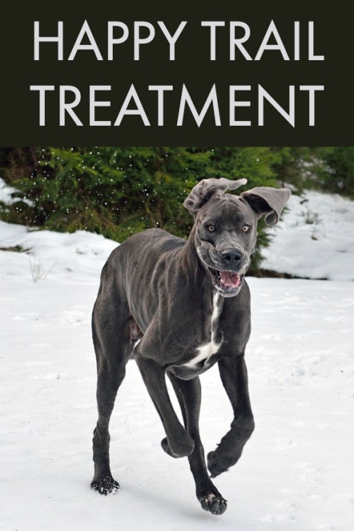 Happy Tail Syndrome in Great Danes Why it Happens & How to Treat It