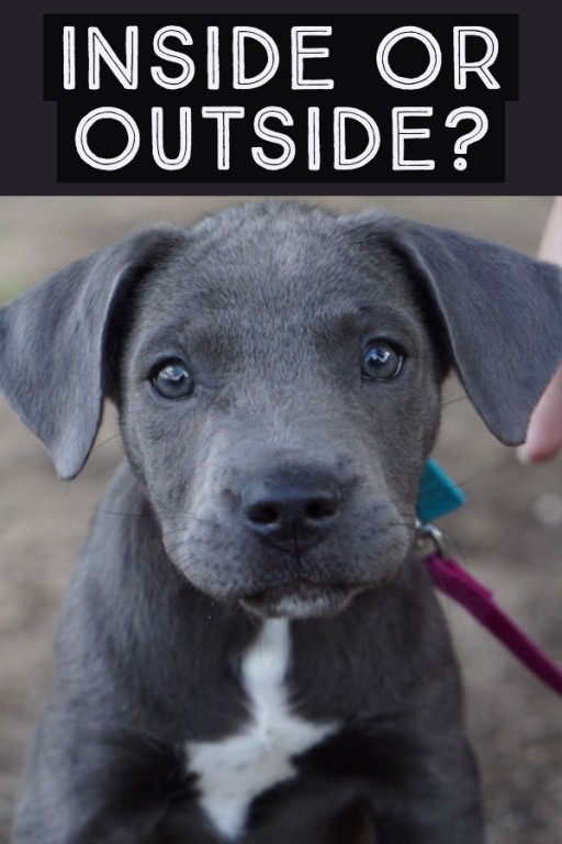 Can Great Danes Live Outside? Great Dane Care