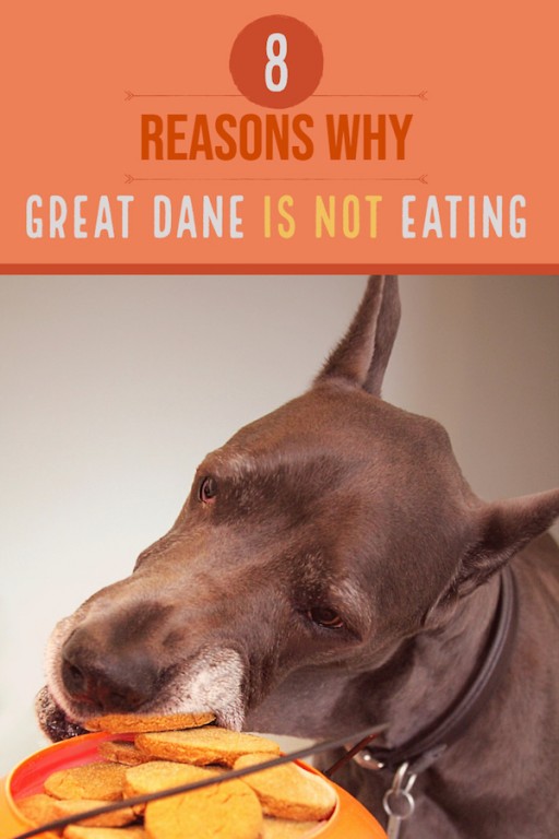 Great Dane Not Eating? 8 Possible Causes