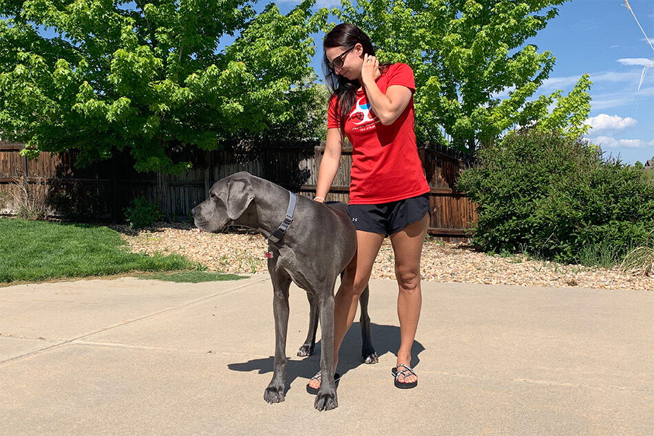 Great Dane leaning