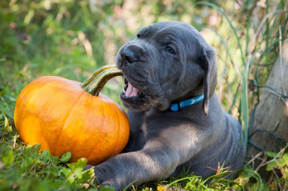 Human food for cheap great danes