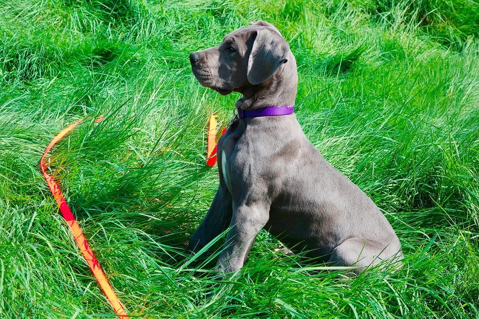 are great dane puppies easy to train