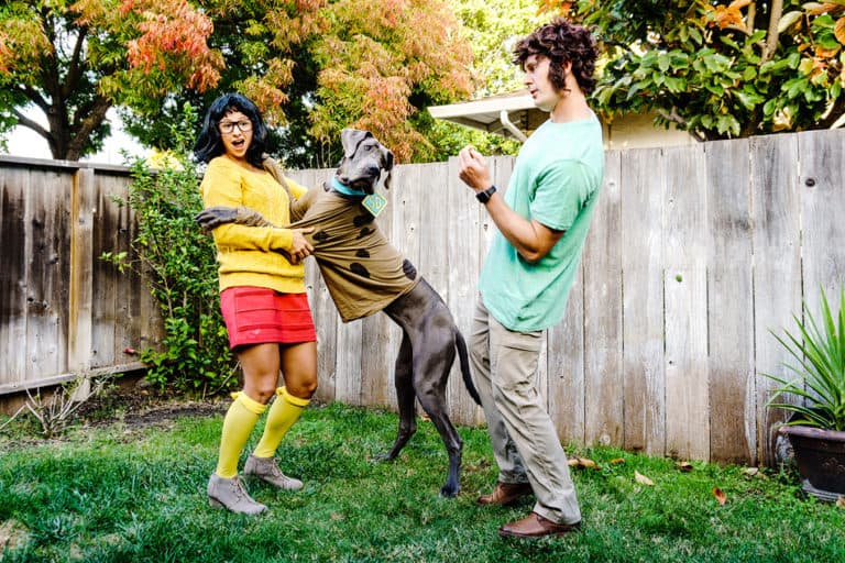 25 Fantastic Great Dane Halloween Costumes! Great Dane Care