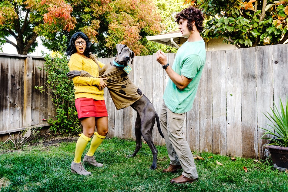 25 Adorable Halloween Costumes for Dogs