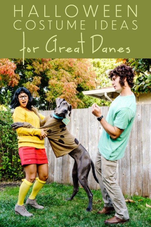 25 Fantastic Great Dane Halloween Costumes! Great Dane Care