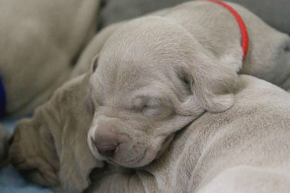 miniature great dane