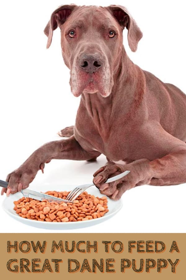 Great dane puppy feeding guidelines best sale