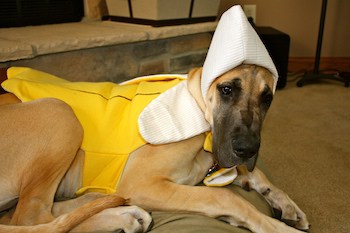 22 Great Dane Halloween costumes ideas - Great Dane Care