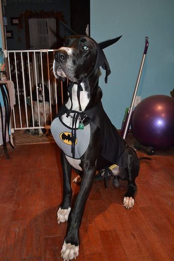 22 Great Dane Halloween costumes ideas - Great Dane Care