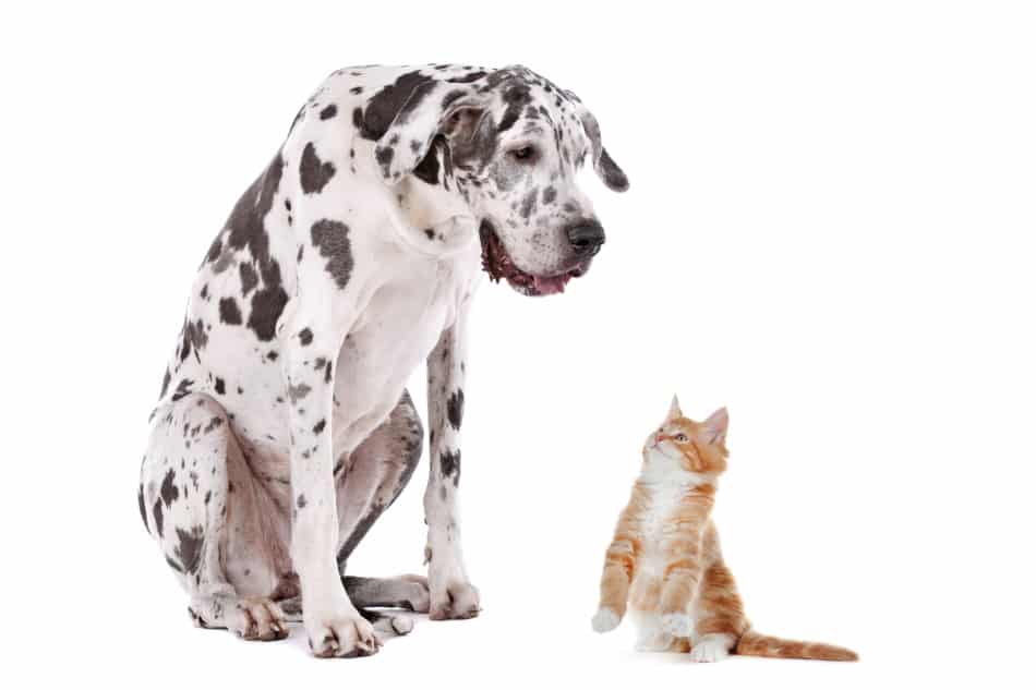 Are Great Danes good with cats? A guide 