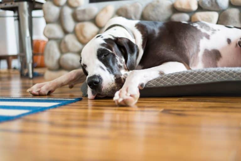 The Best Dog Bed for Great Danes (Your Dog Will Thank You!) Great