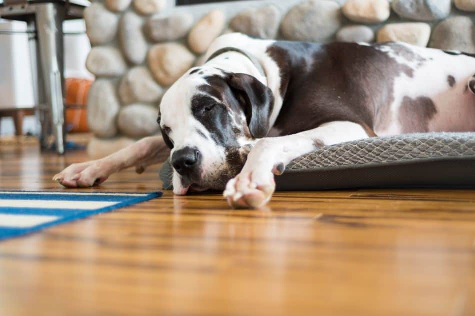 Great dane throwing on sale up undigested food