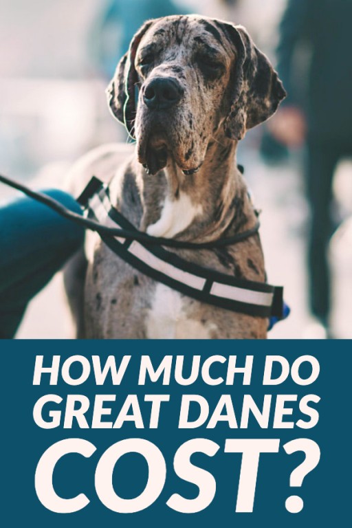 Great Dane Price Here's How Much They Cost! Great Dane Care