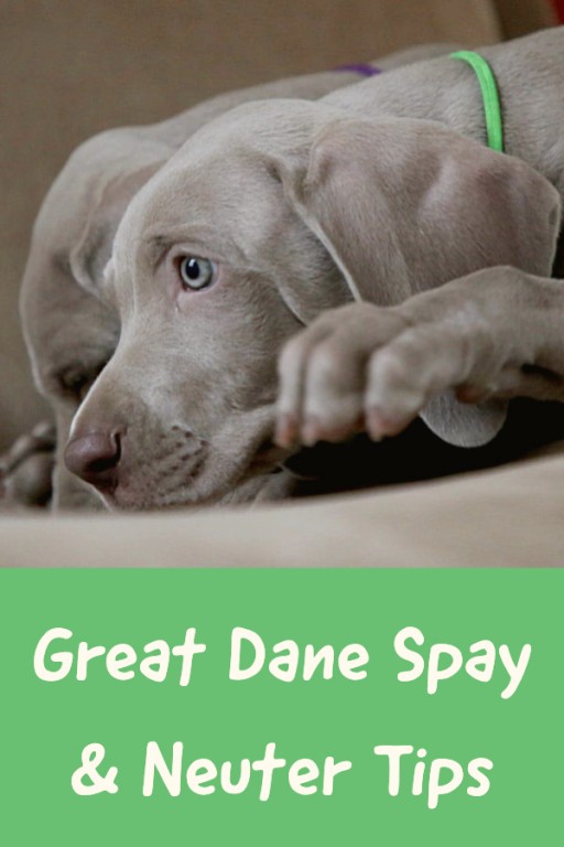 Great Dane Spay / Neuter A Helpful Guide for Owners Great Dane Care