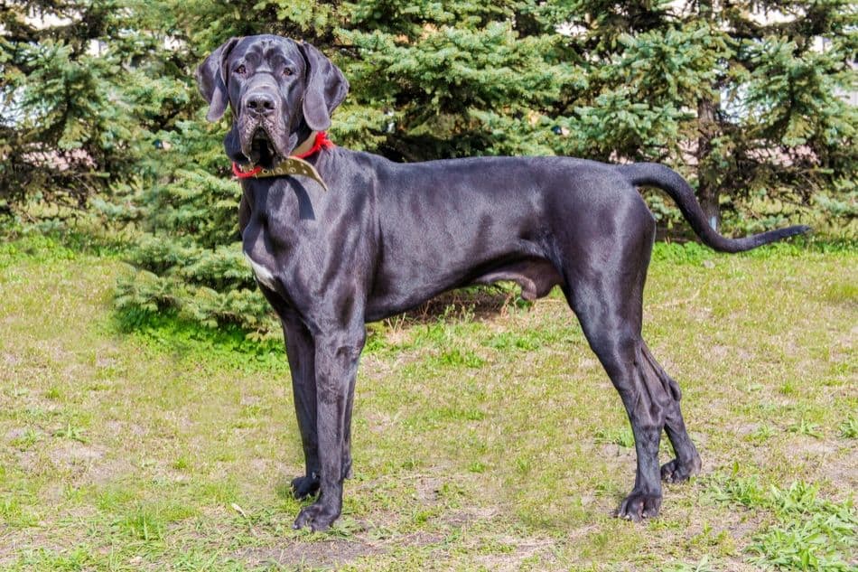 what health problems do great danes have