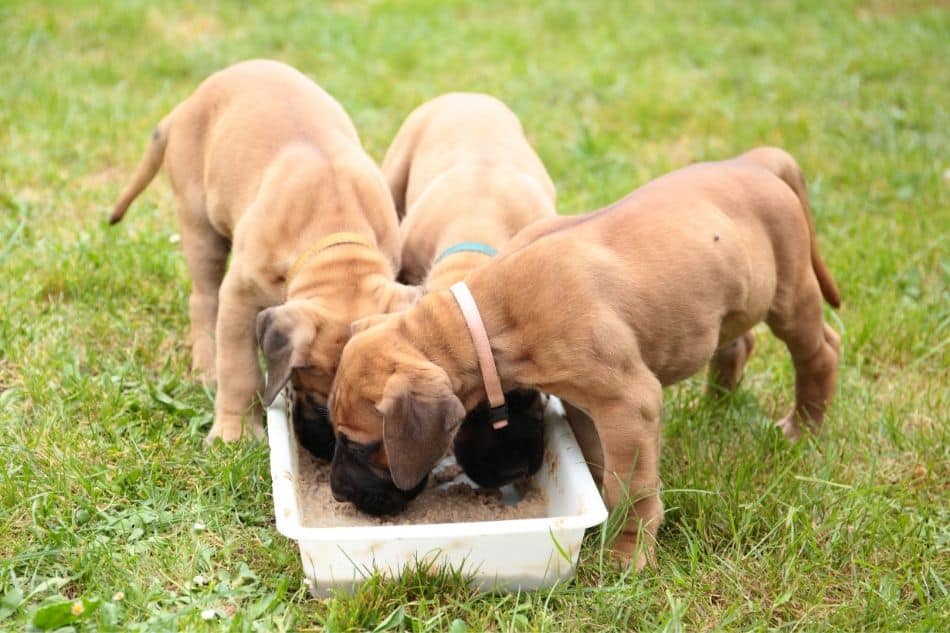 dog food for great dane puppies