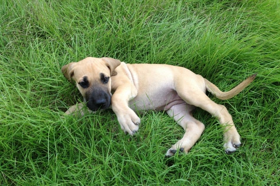 Black mouth cur hot sale great pyrenees mix