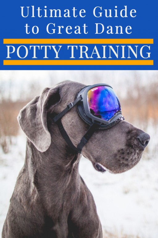 How To Potty Train A Great Dane Tips for Success!