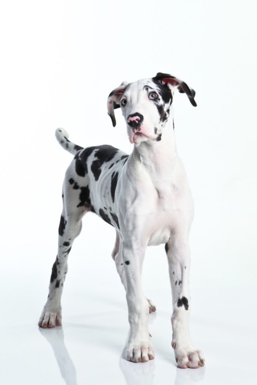 great dane standing with long legs