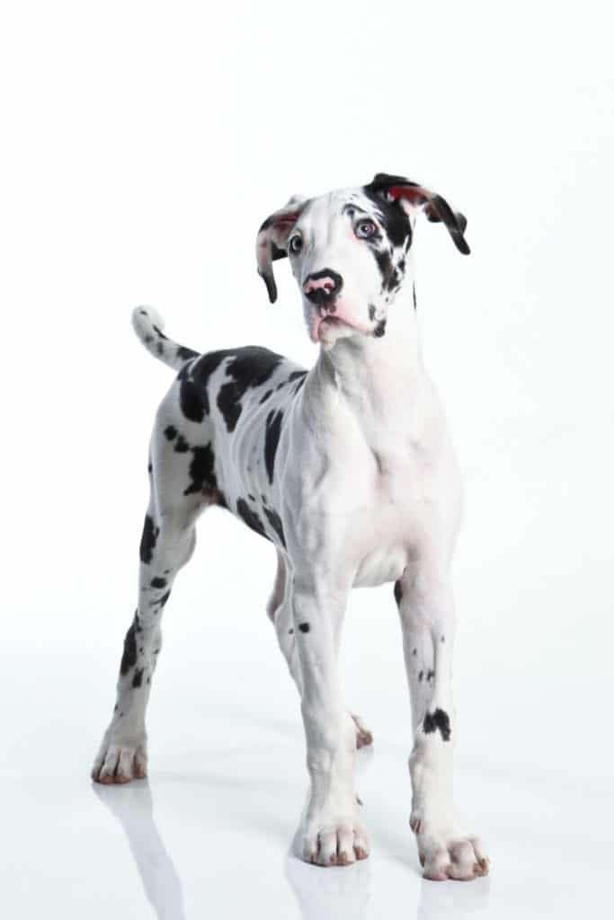 dalmatian great dane