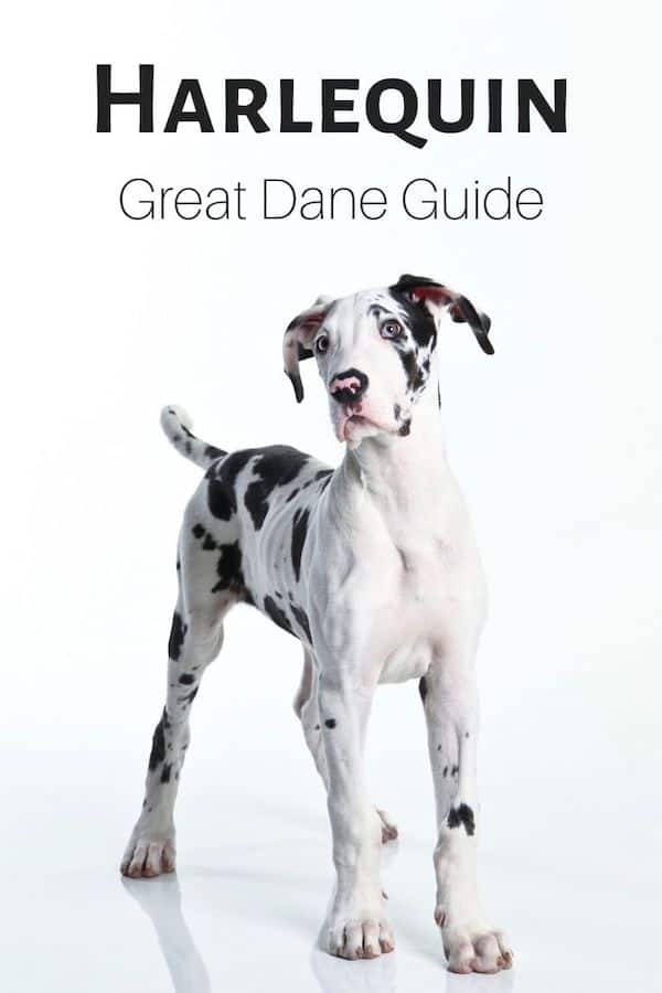 harlequin great dane puppies