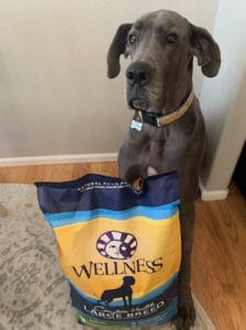 The Best Dog Food for Great Danes Foods to Consider Avoid