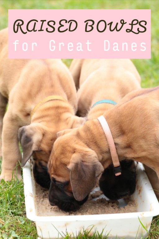 The Best Elevated Dog Bowls for Great Danes Great Dane Care