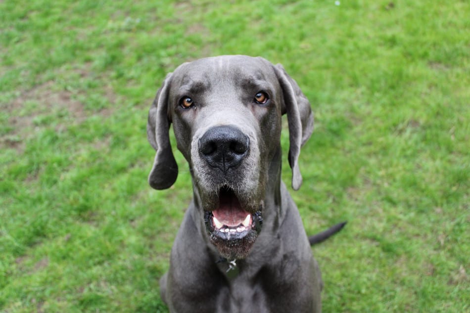 Great dane hot sale mange