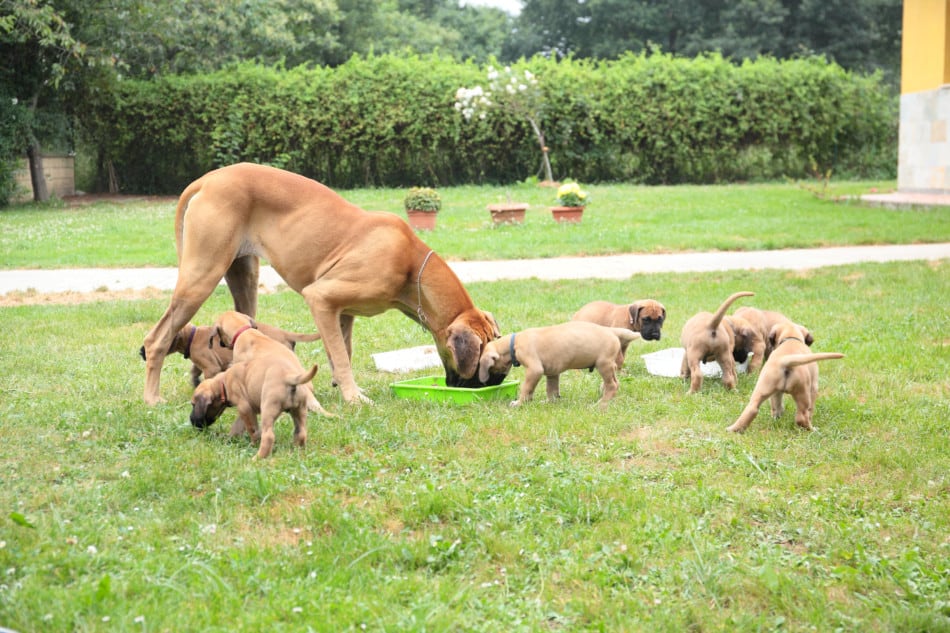 adult and great dane puppies eating