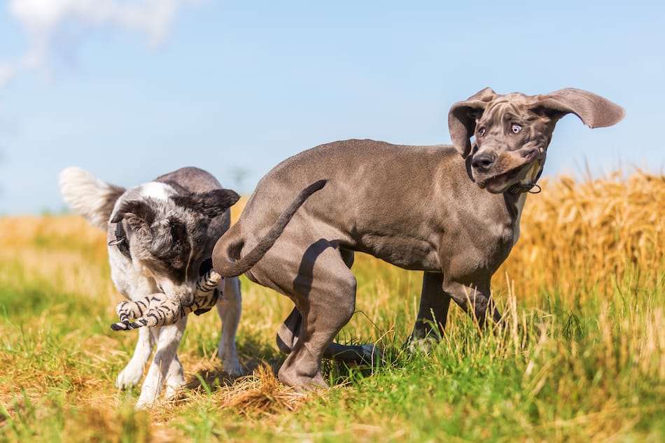 are great dane puppies clumsy