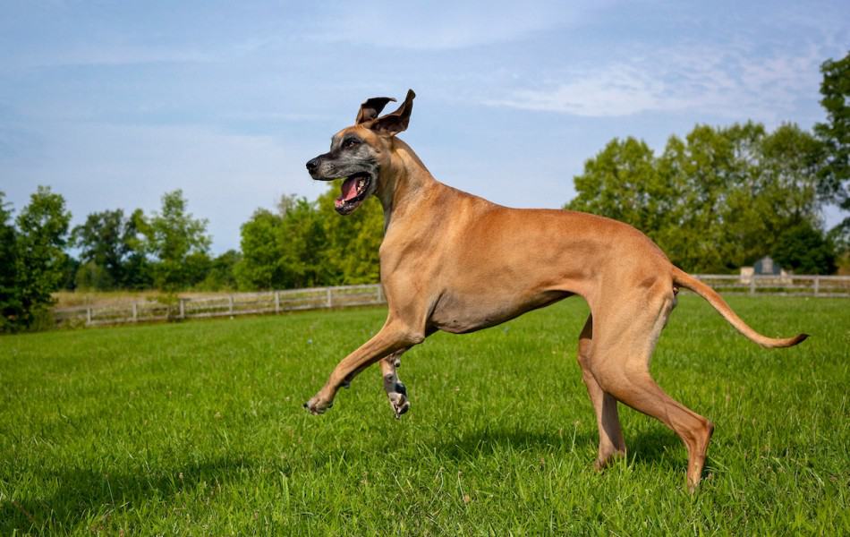 Great dane throwing outlet up undigested food