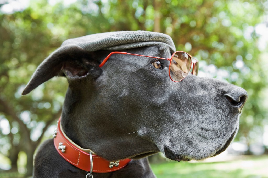 Great dane wearing hat and sunglasses