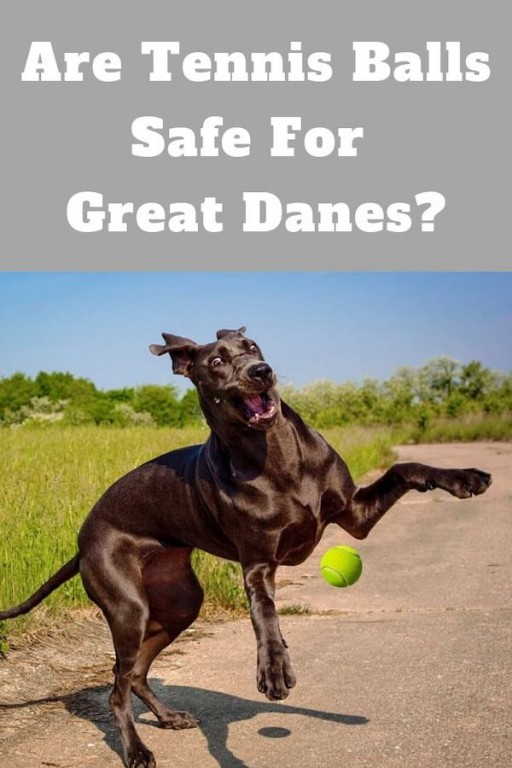Are Tennis Balls Safe for Great Danes? Great Dane Care