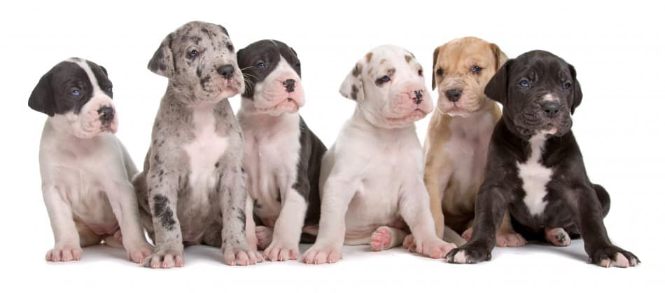 great dane with puppy