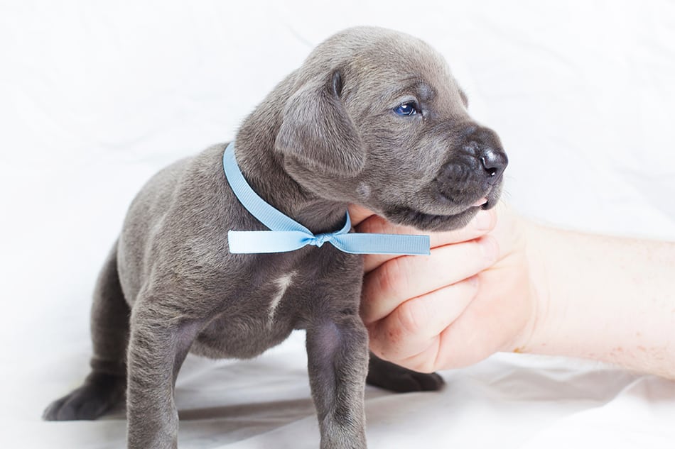 Great Dane puppy with blue eyes