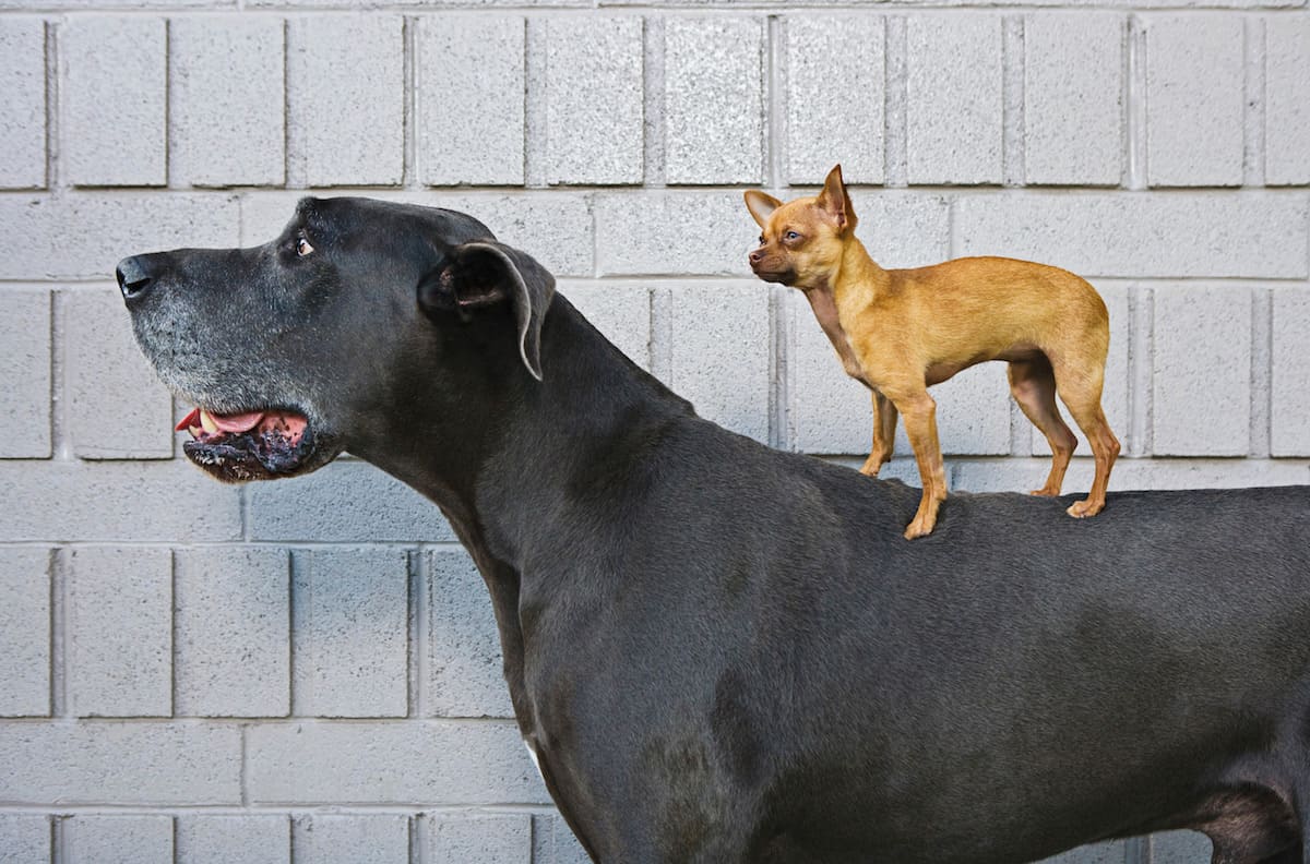 full grown grey great dane