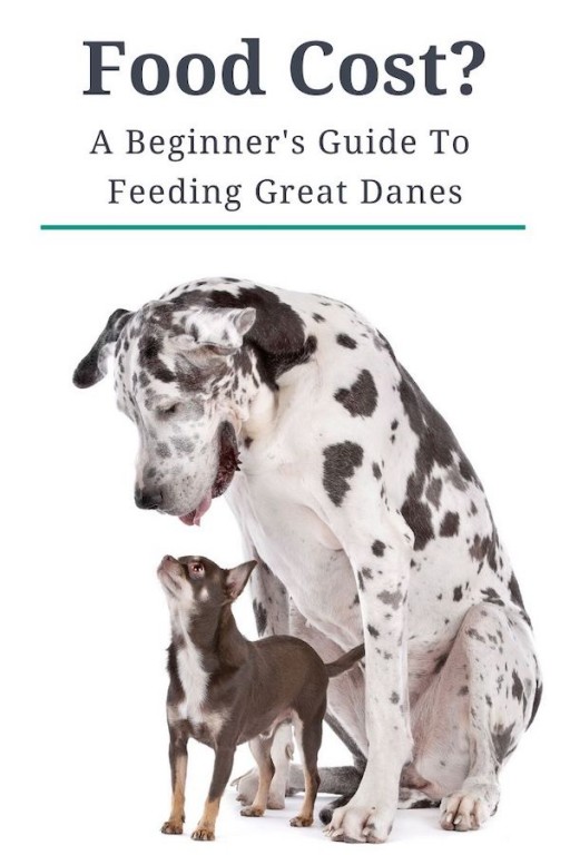 How Much Does It Cost To Feed A Great Dane? Great Dane Care