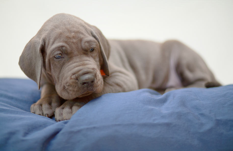 do 11 week old puppies sleep a lot