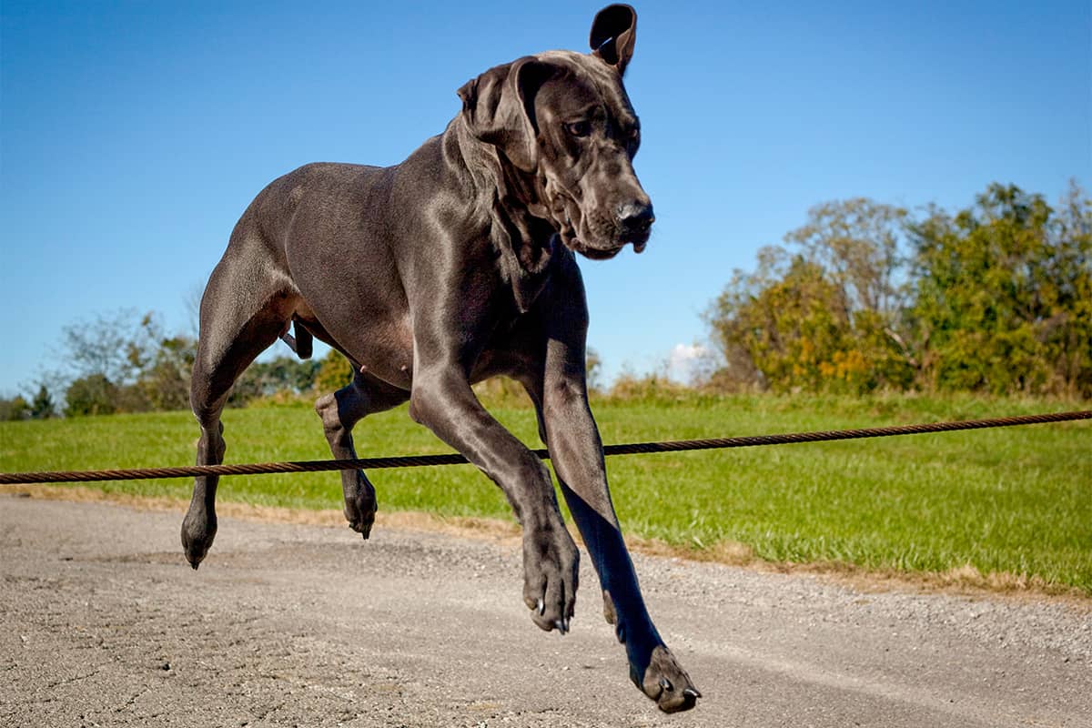 great dane jumping