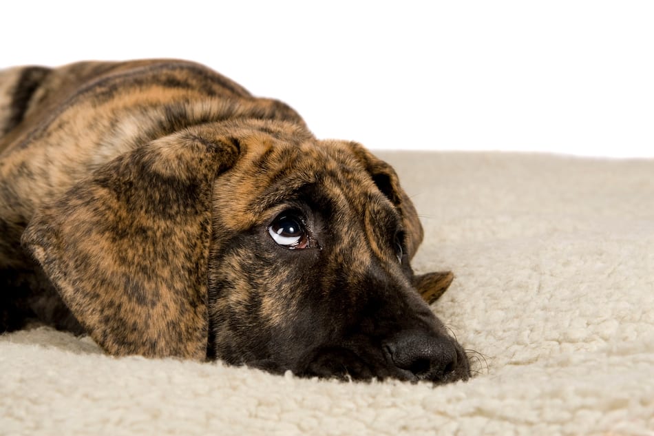 brindle great dane puppy